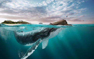 鲸落，深海中的温柔孤岛
